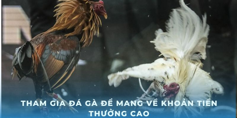 Tham gia đá gà để mang về khoản tiền thưởng cao tại nhà cái MB66